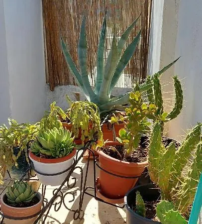 Casa Simon Apartment *